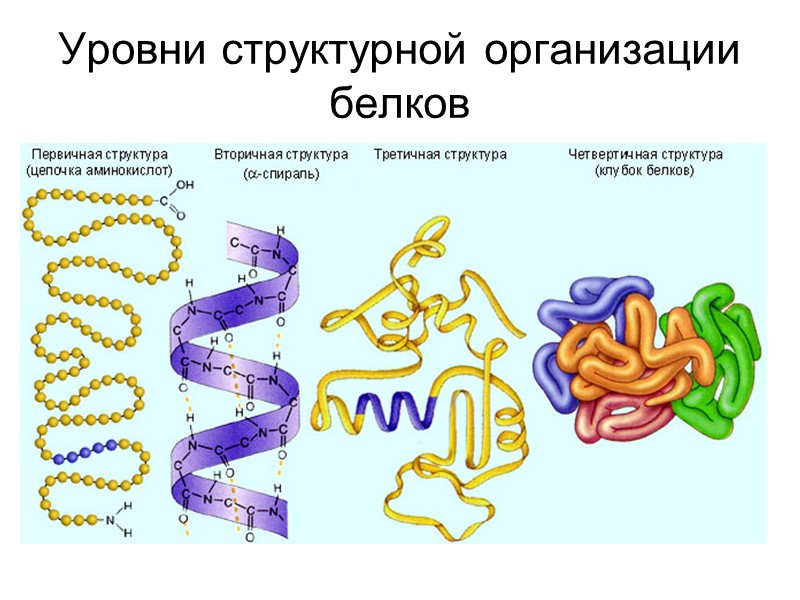 Уровни структурной организации белков